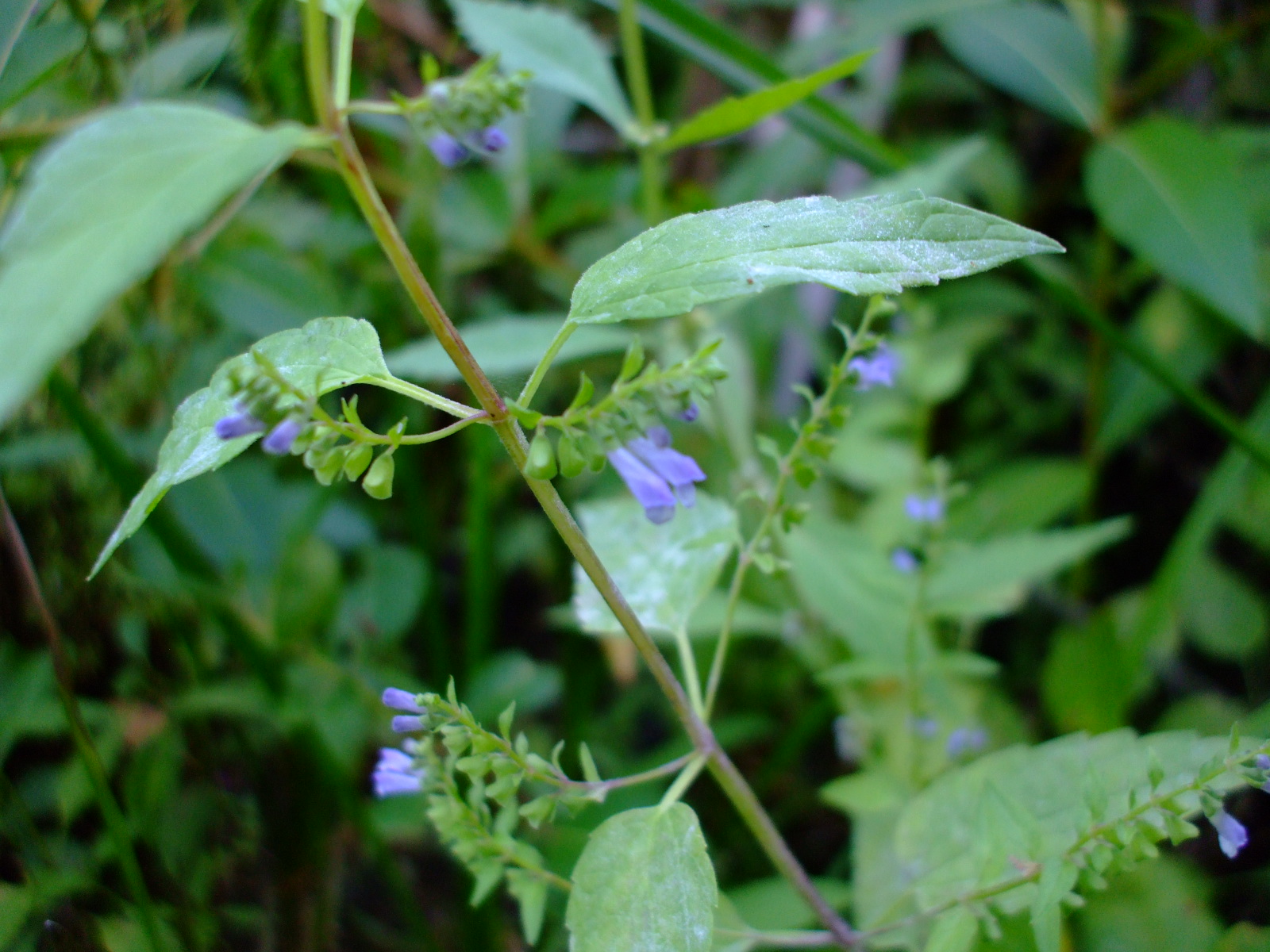 Scutellaria lateriflora